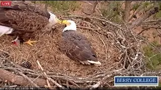 Berry College Eagles 2/14/2016 Mom Tries To Feed Dad