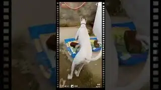 EVA mudholhound dog high jumping 😱 #mudholdog #mudhol #dog #jumping #mudholhound #jumpingdog Mudhol