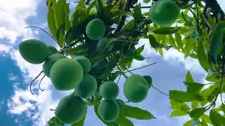 In the Different Angle of Mango Tree 4k video / Free of cost videos
