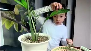 Mantis egg hunt with Prof. Brilly Ant