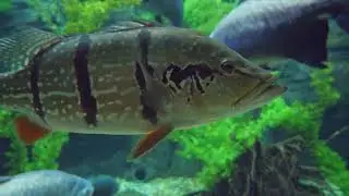 Top 10 Amazing Sea Fish Species - fishing technique skill