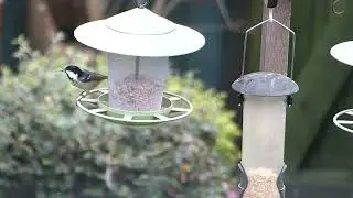 Coal tit