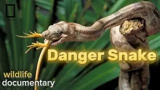 Dangerous snake । discovery channel । national geographic hindi । wildlife documentary in hindi 