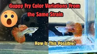 Guppy Genetics Surprise &ndash; 2 Colors From the Same Pair #guppyfarm #fishbreeding 