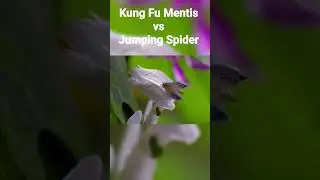 Kung fu Mantis vs Jumping Spider | #theants #theantsundergroundkingdom #insects #animals #mantis