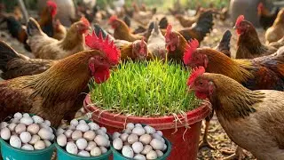 Raising organic chickens | A day at the chicken farm