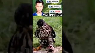 The eagle killed the snake 😲🔥💪😲🔥#shorts #viral #waleed727