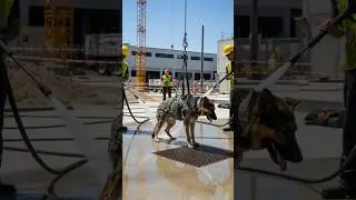 Construction Workers Work Quickly To Save Dog From Near Death Experience!#rescue #animals #pets