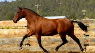 Coriana  ~  2020 Bay PRE Mare for performance & breeding