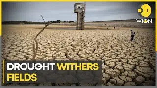 As drought withers Tunisian fields feel financial pinch | WION Climate Tracker