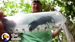 World’s Largest Bee Is Seen for the First Time in 40 Years | The Dodo