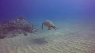 Turtle by scooter