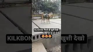 stray dog : milkbone millte hi khush ho gaya☺️#funny #pets#doglover #shorts #indianspitz #memes
