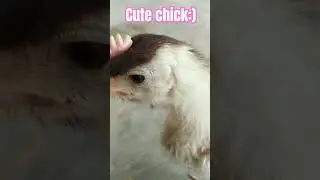 chicky #viralremix #edit #chick #viral