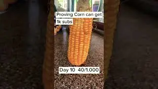Proving Corn can get 1k subs, day 10 #corn #bread #challenge #viral #shorts