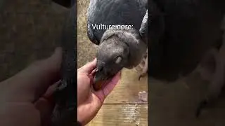 Vulture core🤣It was passed under his feet😅 #living_life #funny #animals #viralvideo #Vulture