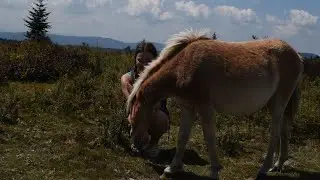 WILD horse hike 