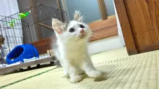 なぜか子猫がびっくりして動かなくなってしまいました