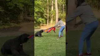 I conceded defeat 😂#bouvier #shorts #funny #tugofwar #wetdog #igiveup #sprinklersystemanddog