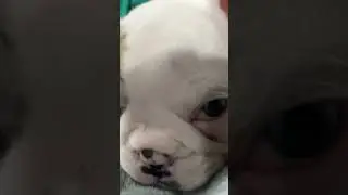 Polka Dot the bulldog ready for bed.