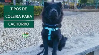 Tipos de COLEIRA PARA CACHORRO: do colar tradicional ao peitoral antipuxão