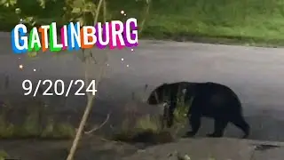 Gatlinburg Bear encounter