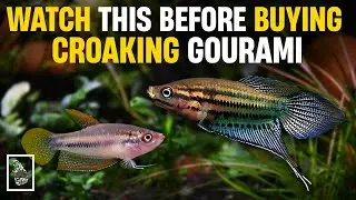 Best way to Breed Croaking Gourami in Home Aquarium