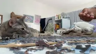 Kami, Adoptable Cat, Puzzle Supervisor
