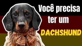 Dachshund Vantagens em ter o c&atilde;o salsicha