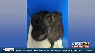SPCA Monterey County reunites baby gray foxes with parents in Marina