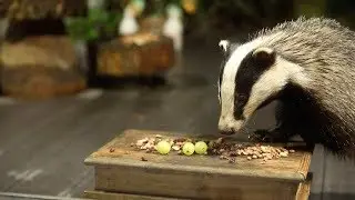 Badger Family Visits Woman Every Night