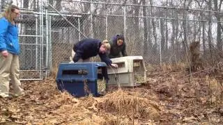 Red Wolves Released Arrive at the Wolf Conservation Center