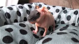 Noisy baby skinny pig (Darwin)