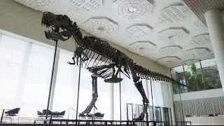 'Spectacular' T. rex skeleton sells for millions in Zurich