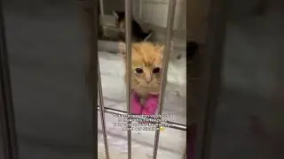 Every donation matters, link in bio🥹❤️ #cats #paws #shelter #pets