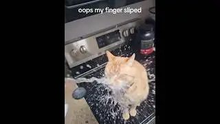Cat in slow motion #funny #cat #funnyvideos #funnycats #fy
