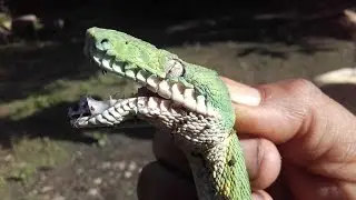 Sobrevivencia con Machiguenga