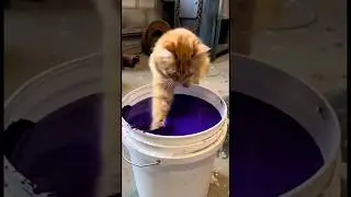 #funny #cat #cosplay #balonlebaran #comedy #ngakak#lucu  #dance #shorts #vidioshorts