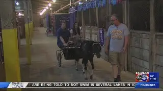 Mini horse carriage at the Iowa State Fair