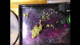 Election Information for the Cannabis Consumer