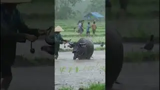Heavy Rain in Rice Fields  | Farmers Buffalo and Village Life