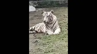 OP attitude shayri status OP shayri shorts RKS tiger RK TIGER #shorts #trending #viral