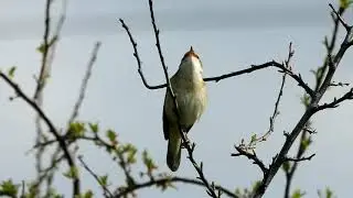 Chant du phragmite des joncs !!!!