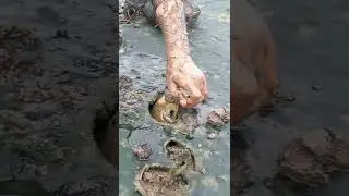 Giant mud crab 🦀 #shorts