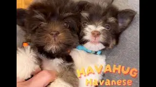 Sweet & Fluffy Fun!  🐶 Puppy Playtime with HavaHug Havanese! 💞