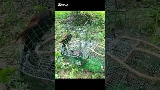 Birds trapping  #birds #wildliferescue #wildlife #animaltrap #birdtrap #attractbirds #birdwatching