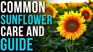 Common Sunflower Info And Care | How To Grow Sunflowers!