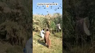 Hunting for real bat bird 🐦&zwj;⬛🔥#hunting #farming #bird
