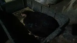 Free style ND Tetelo Aratan ayam kampung KUB