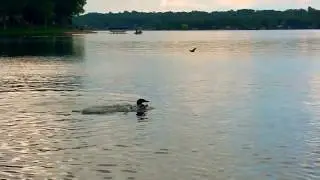 Loon Protective Display